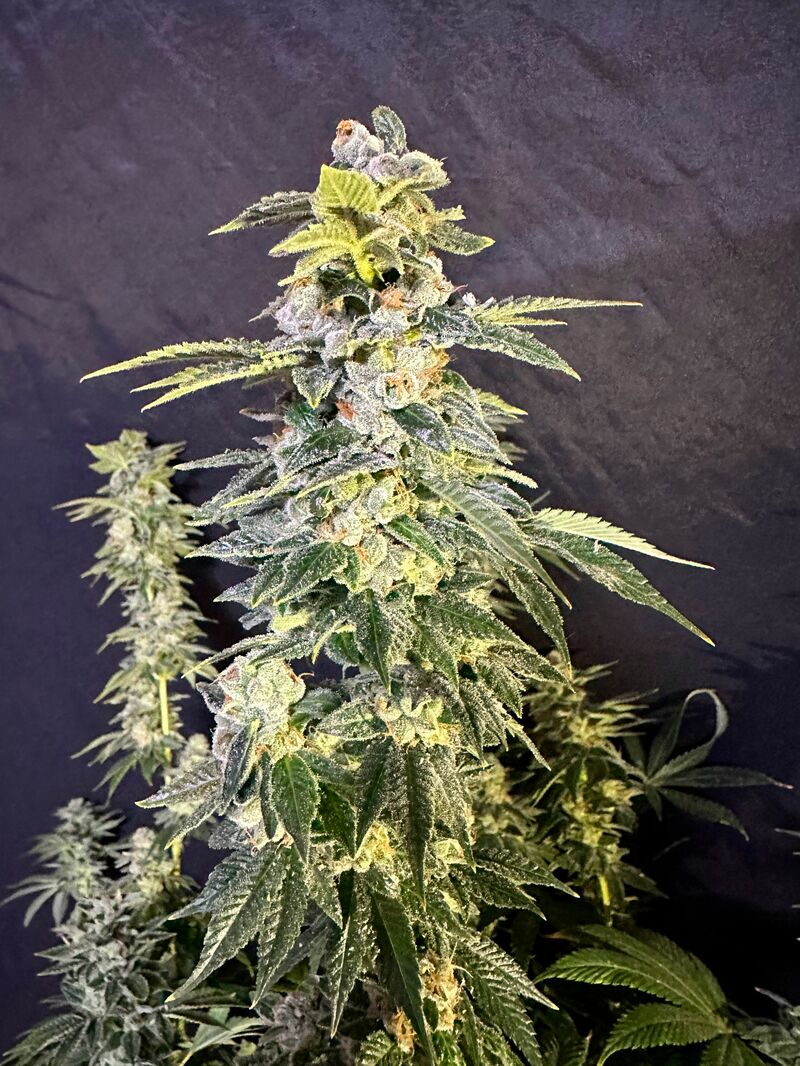 Lemon haze Auto, Фасовка: 10, изображение 2